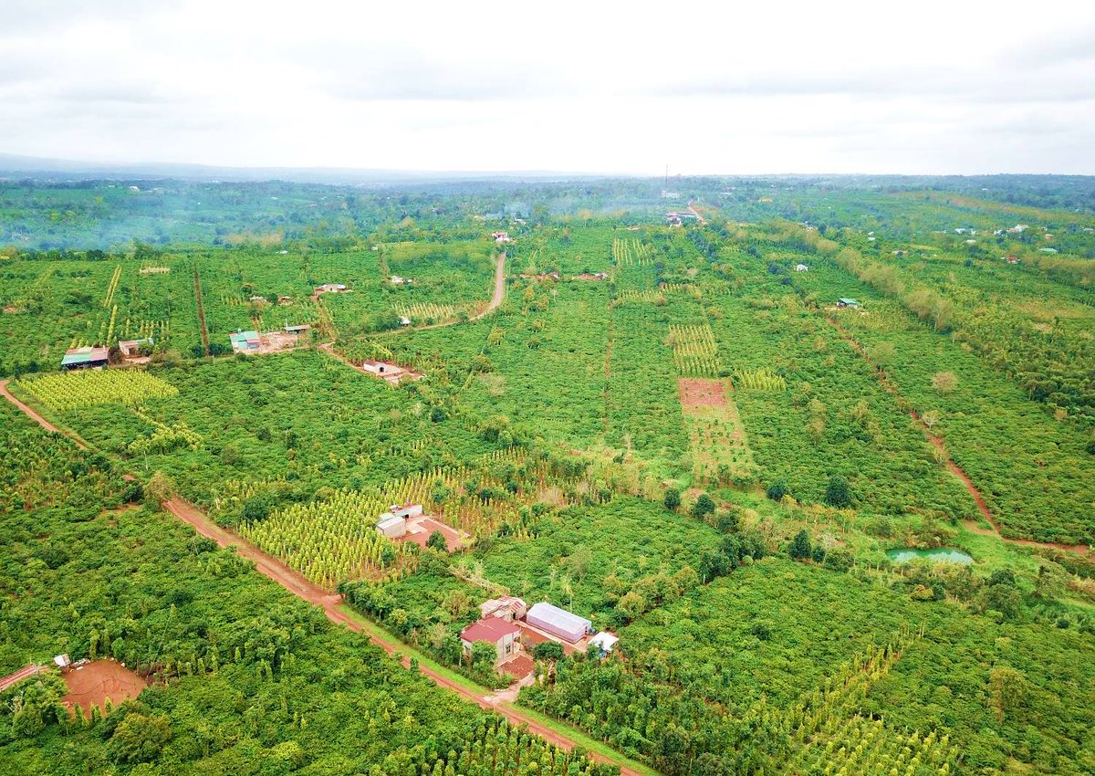 IDHTrade's tweet photo. Introducing one of the first #coffee mosaic landscapes in #Vietnam, where we work to diversify smallholder income + sustainably manage water, soil &amp; agrochemical use. Adopted by @SimexcoDaklak (a local coffee company), local farmers in Ea Tan Cooperative and local authorities. https://t.co/oVFKW5YuBY