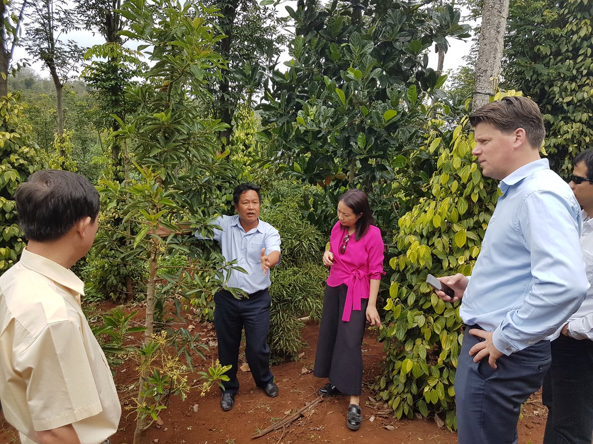 IDHTrade's tweet photo. Introducing one of the first #coffee mosaic landscapes in #Vietnam, where we work to diversify smallholder income + sustainably manage water, soil &amp; agrochemical use. Adopted by @SimexcoDaklak (a local coffee company), local farmers in Ea Tan Cooperative and local authorities. https://t.co/oVFKW5YuBY