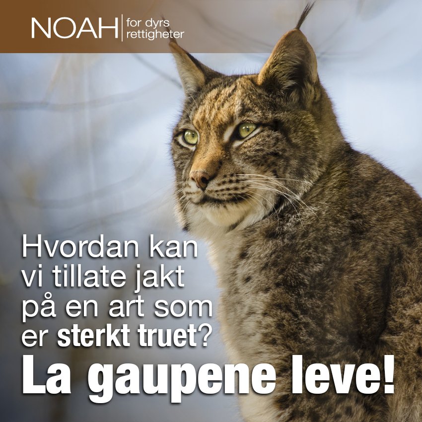 1. februar starter gaupejakten i Norge: Totalt 55 gauper kan skytes, i tillegg til at det er kvotefri jakt i deler av Sørvest-Norge. Gaupen har hatt status som sterkt truet siden 2015, men til tross for dette fortsetter kvotejakten år etter år. Nå må utrydningspolitikken stanses!