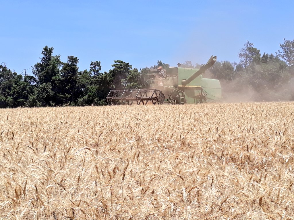 Kenya_Agron's tweet image. It&apos;s not all about big equipment. 80 kg/hl bushel, from keeping the #StemRust out.