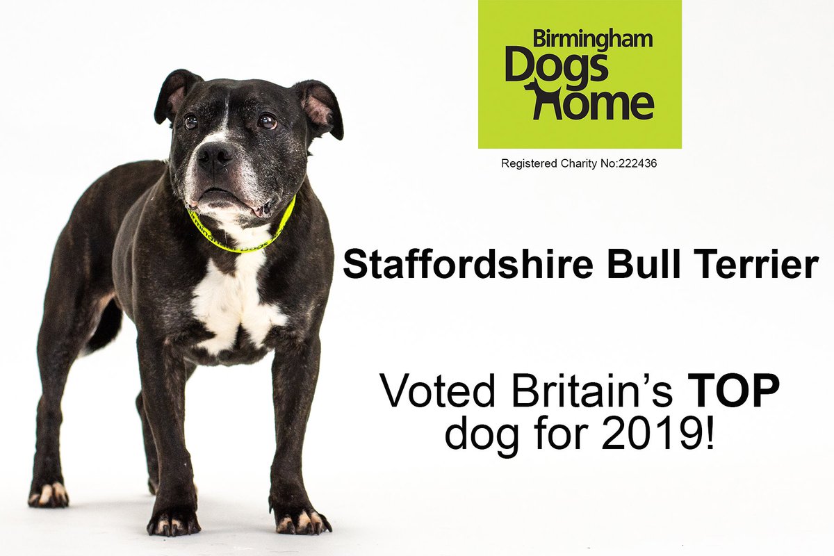 Staffordshire Bull Terriers Voted Britain's TOP Dog! Who else tuned in to watch Britain's Top 100 Dogs? Staffies sadly have a bad reputation, one they don't deserve. They make such lovable, family companions which can make your house a home. RT to show you 💚 Staffies
