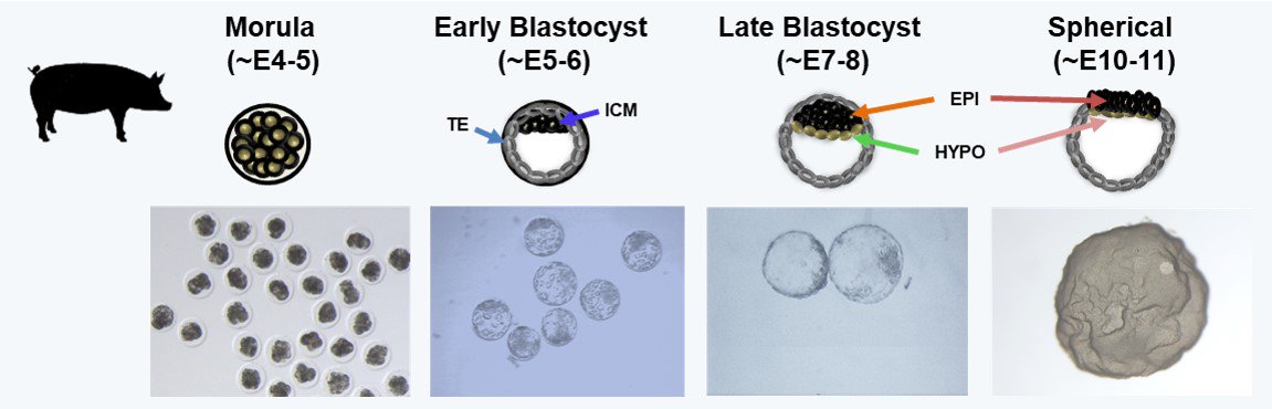 Interested in how pluripotency emerges in a mammalian embryo? Our latest paper using scRNA seq published in #NatureCommunications depicts these events in the pig embryo. The similarities with the human embryo are quite striking.  rdcu.be/bi8CJ