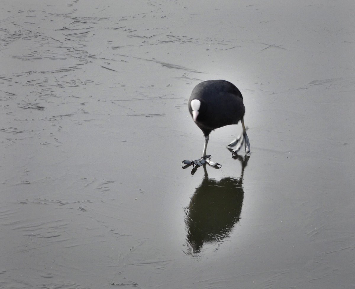 Bird Addict tweet media