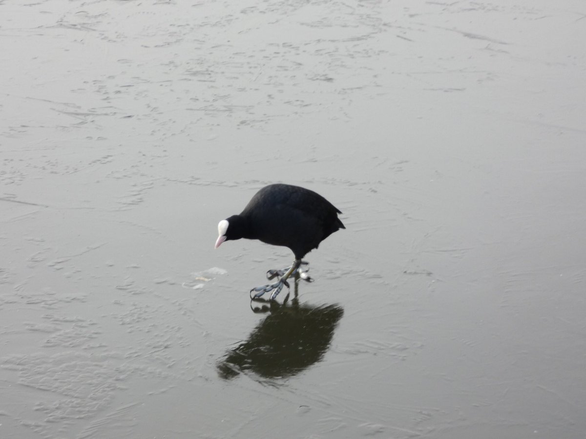 Saw a few birds ice skating on Reigate Priory pond yesterday, including a very unamused coot. The dabchick had found a hole in the ice..