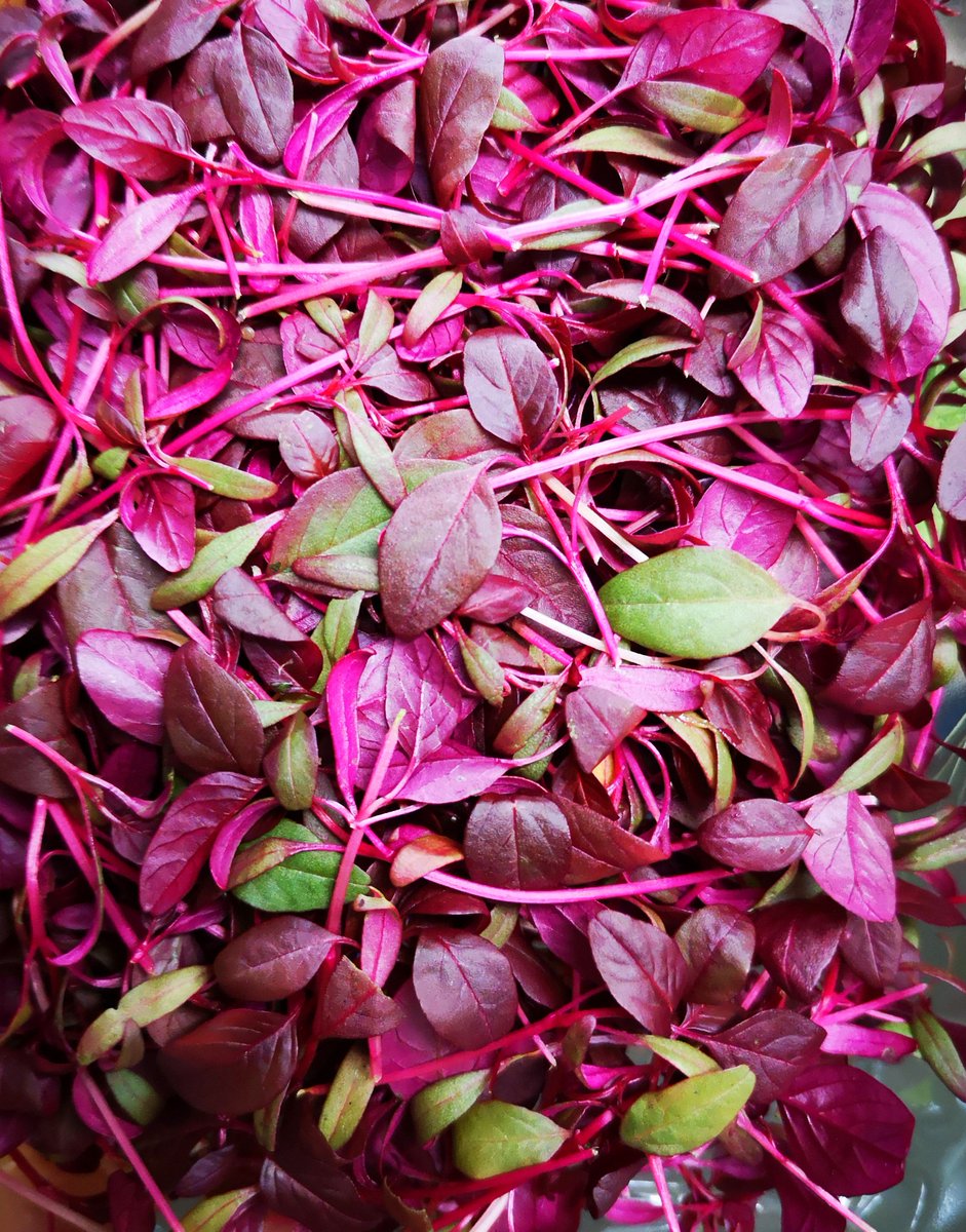 FoodSwansons's tweet photo. We're having a #snowday here at the health farm!  What better way to beat the cold than some natural defenses?  #redchilli #ginger #microherbs #mushrooms #freshveg #antioxidants #chinesecuisine #herbs #eathealthy #beatthecoldby #shoplocal #supportlocalbusiness #highlands https://t.co/jduLrHQIBT