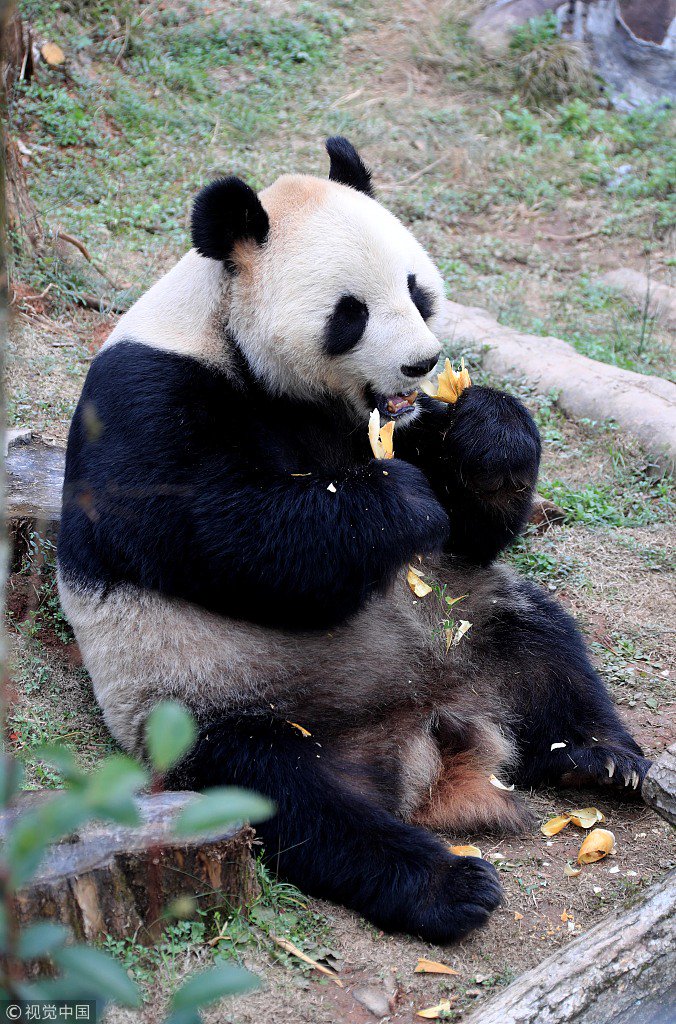 CGTNOfficial's tweet photo. A foodie #panda in Huangshan City, China's Anhui Province, is caught on camera loving its bamboo https://t.co/26b8iBjpwG