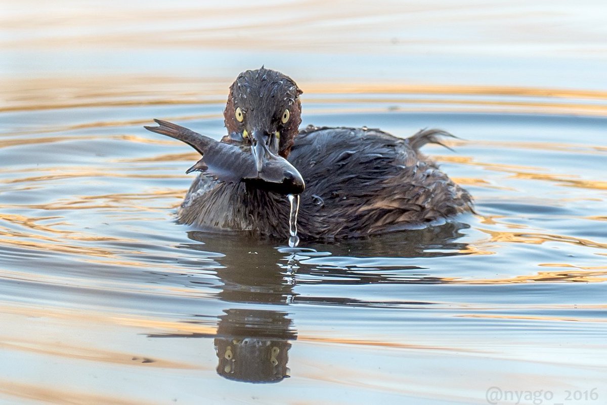 Nyago 近所の池にて お魚さんゲットの カイツブリ さん 捕まっちゃったお魚は ブルーギル ちゃんかな O Littlegrebe 捕食 魚 Fish 鳥 野鳥 Bird