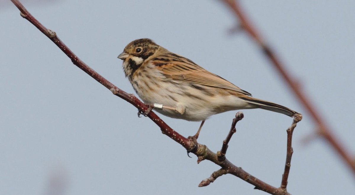 Een smelleken maakt al enige tijd de #Zegenpolder onveilig. Zo'n 150 veldleeuweriken, 50 rietgorzen, en wat vinkachtigen zitten dagelijks met dichtgeknepen cloaca's als deze vrouw opduikt. #buijtenlandvanrhoon #wintervoedsel