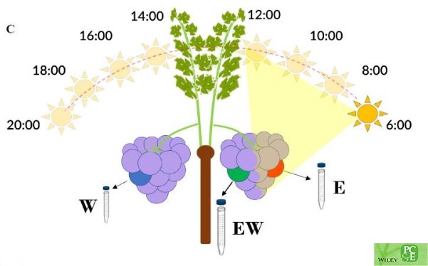 PlantCellEnvir's tweet photo. Diurnal changes in the micrometeorological conditions influence metabolism and chemical composition of grape by @noamreshef, Aaron Fait &amp; @MicroMetLab @BenGurionUni
https://t.co/yAndDAHHA8 https://t.co/QjQ5Yn4hnb