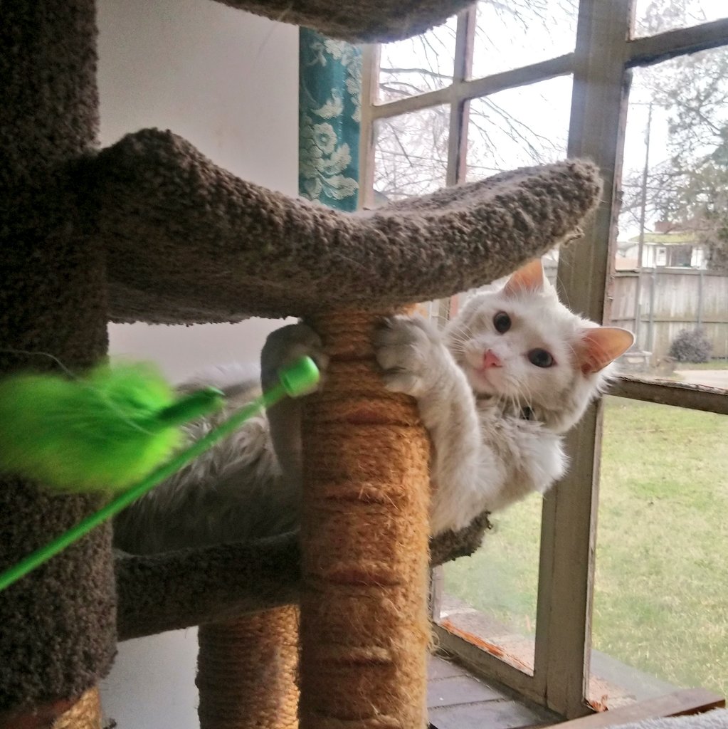 BooTheDeafKitty's tweet photo. Whoo hoo!!! #featherfun #cattoy #happykitty #catlover https://t.co/QM8iBGAKmV