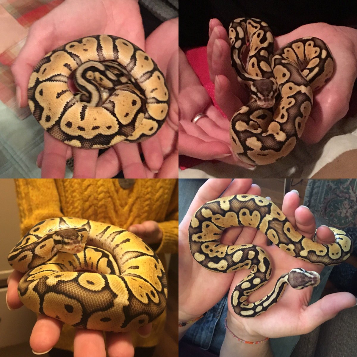 flowerpatched's tweet image. Cleolind is getting so big! Two months difference between the top and bottom rows. #specialpastelballpython #specialballpython #pastelballpython #ballpython #snakelove