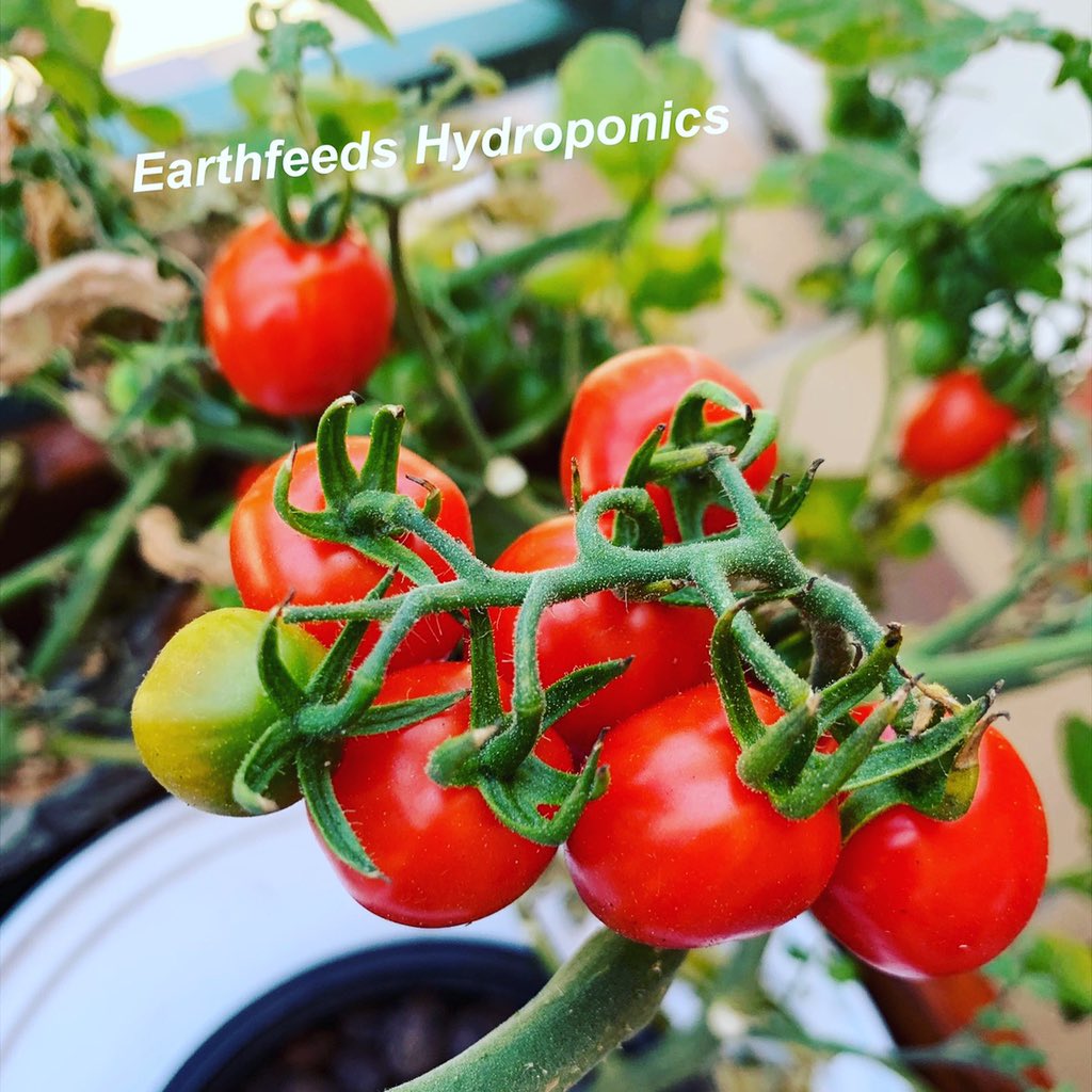 MaoAmis's tweet photo. Delicious tomatoes right out of my office balcony. #verticalfarming #hydroponics #urbanfarming #earthfeeds #sustainablefarming https://t.co/AJXqov6A8G