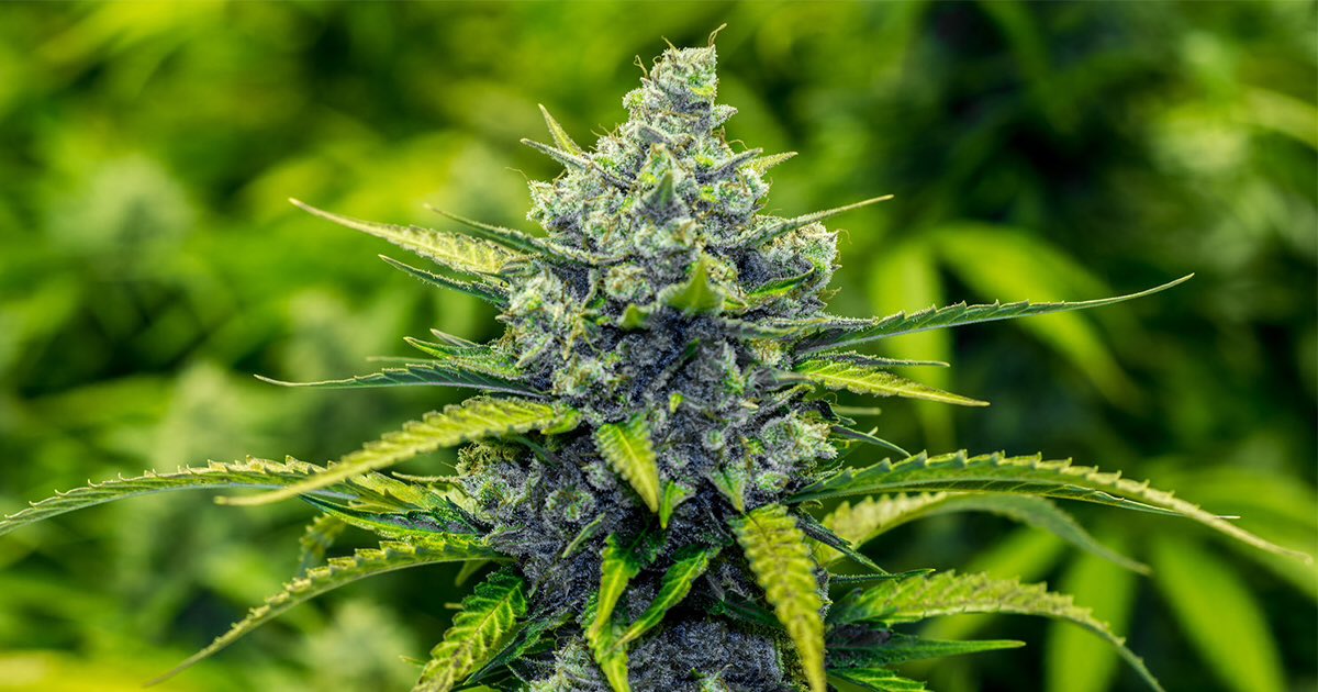 The most beautiful flowers in the world 💚
•
•
•
#forvm #cannabisforum #hemp #forocannabis #marihuana #cannabis #marijuana #420  #highlife #cannabiscommunity #cannabisculture #cannabissociety #weed