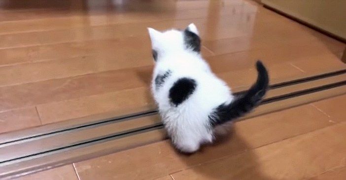 とっても愛らしい足取りで、家の中の探索を始めた子猫。後を追跡してみると、可愛い結末が待っていた ( *´艸｀)♡ petfilm.biz/?p=82716