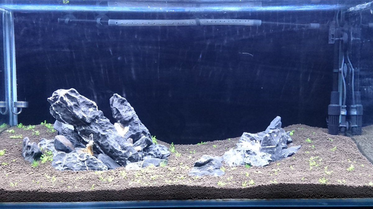 Sakurasaku 植え込んだキューバパールグラス徐々に芽が伸びて緑色があちらこちらに このまま状態良く緑が増え続ければいいのですが 水草レイアウト 龍王石 水晶 熱帯魚