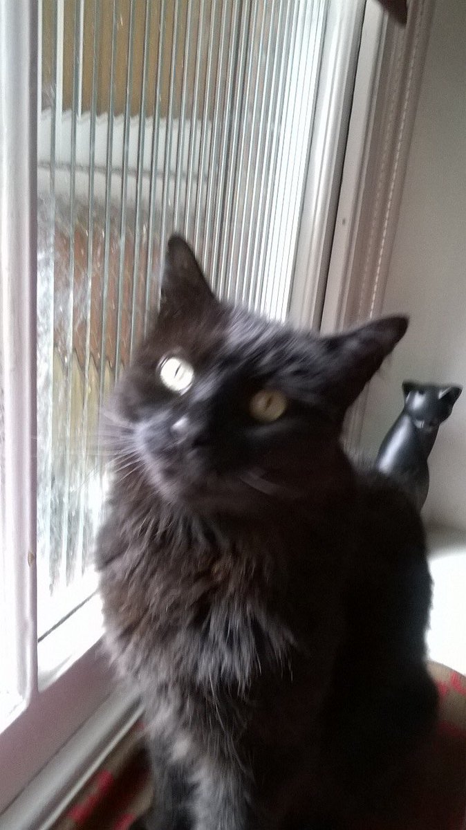 McGauleySarah's tweet image. Missing cat. Please retweet. My friend’s much loved cat, Oliver, went missing on Mon night (28 Jan) from Lauderdale Road W9. Pls DM me if you have any info. #W9