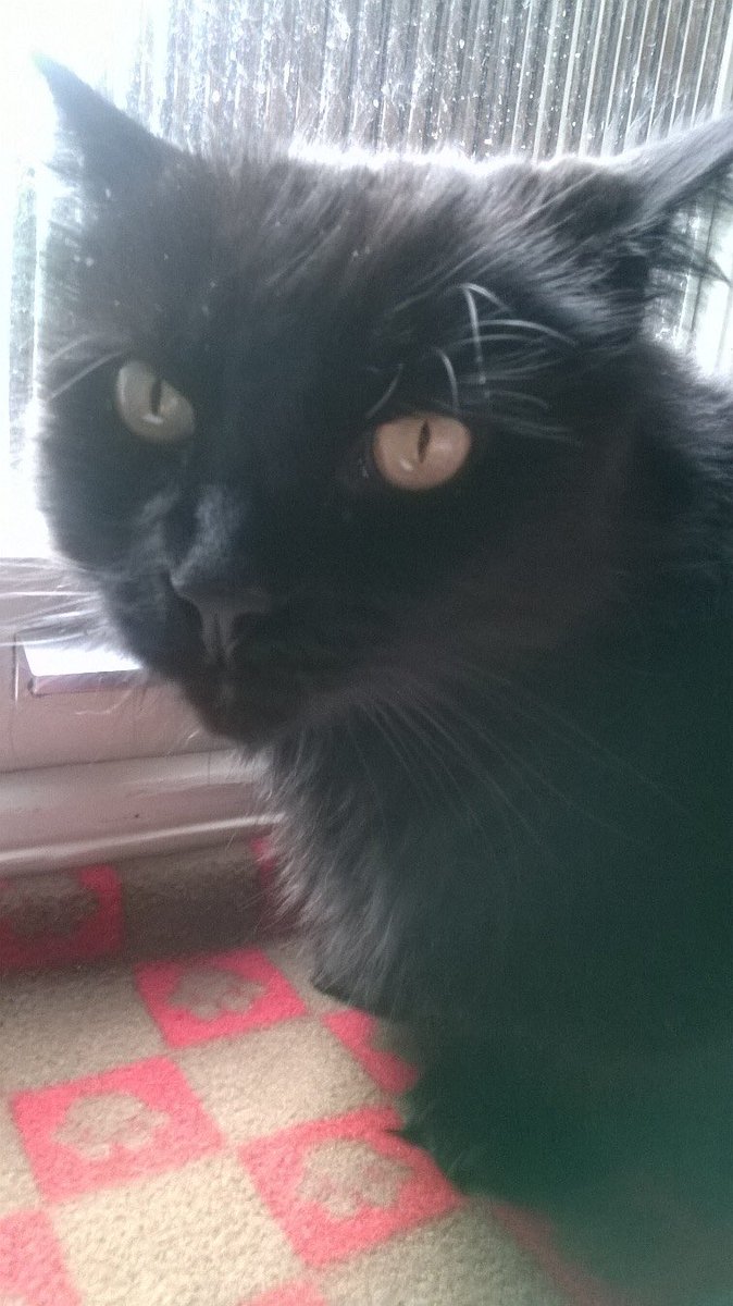 McGauleySarah's tweet image. Missing cat. Please retweet. My friend’s much loved cat, Oliver, went missing on Mon night (28 Jan) from Lauderdale Road W9. Pls DM me if you have any info. #W9