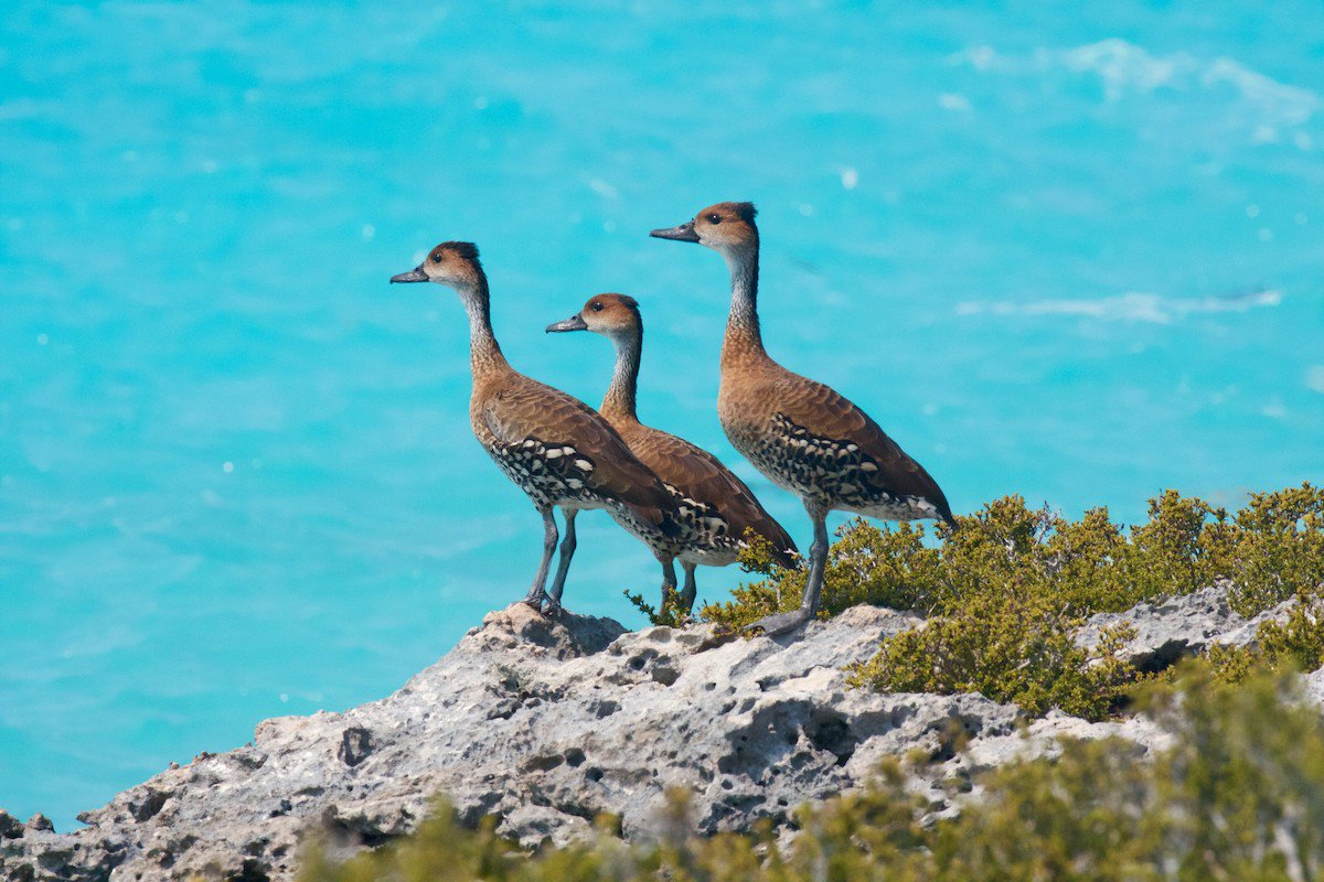 yelloarb's tweet photo. This Saturday is World Wetlands Day. Did you know that the Caribbean is unfortunately now home to many wetland species that are listed as at risk? https://t.co/htNQtUaxkh 5 at-risk wetland species across the Caribbean: https://t.co/GHS7YaRwAX
📸: Cornell Lab of Ornithology https://t.co/mjesgYhu00