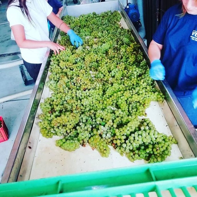 SommelierFQ's tweet photo. La vendimia sigue en camino. 
En este caso encontramos esta foto de la mesa de selección en @VarelaZarranz : la uva en cuestión es Petit Grain Muscat.
La foto pertenece al enologo de la bodegap @santidegasperi
¡Muchos éxitos a todo el equipo!
#vendimia2019 #uruguay
#harvest #wine https://t.co/YPsRz38xp3