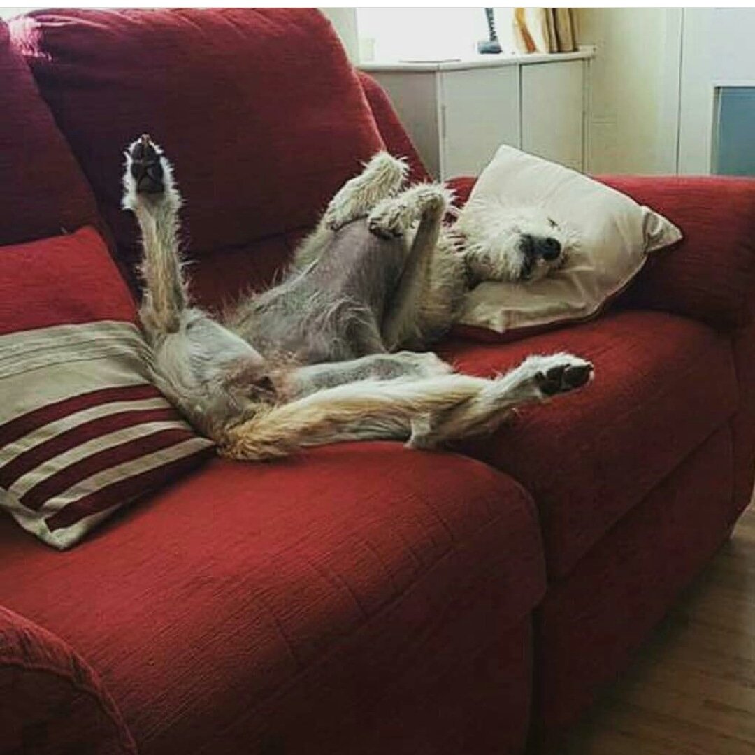 BarkingMadAnne's tweet image. Definitely a good day for lounging on the sofa! 

#sofaday #relaxeddog #happyhumpday🐫