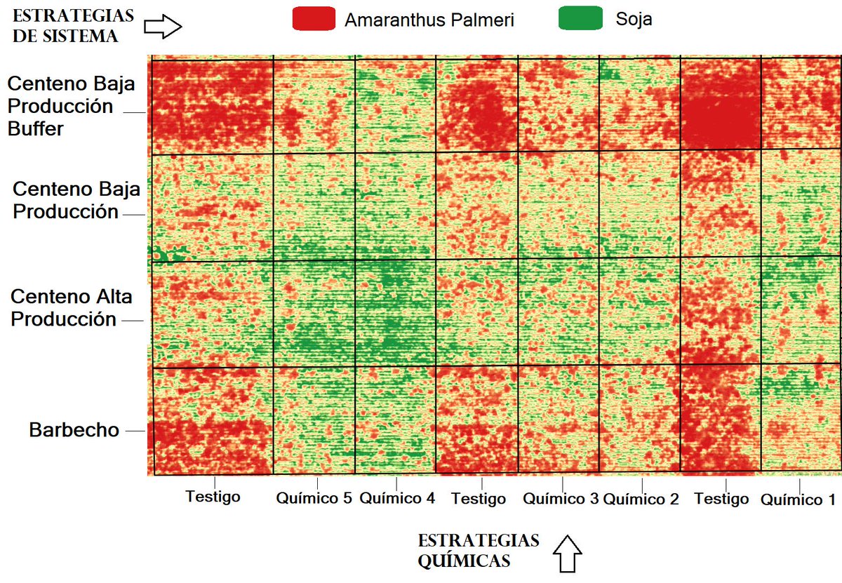 EzzE_Cola's tweet image. Distinta presión de Amaranthus Palmeri en soja según antecesor y estrategia química.
Módulo de Malezas de CREA Zona Centro
Para aprender y verlo en vivo, GIRA A CAMPO: 19/2