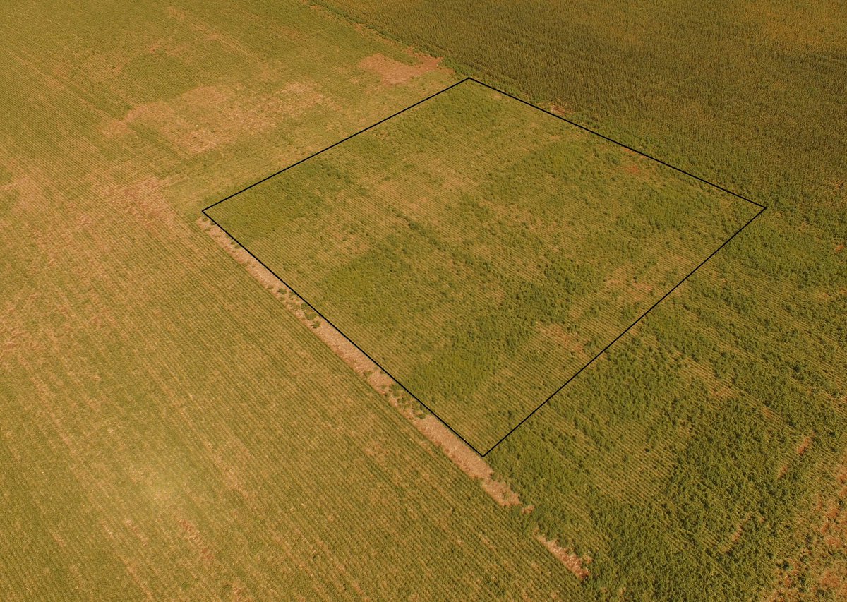 EzzE_Cola's tweet image. Distinta presión de Amaranthus Palmeri en soja según antecesor y estrategia química.
Módulo de Malezas de CREA Zona Centro
Para aprender y verlo en vivo, GIRA A CAMPO: 19/2