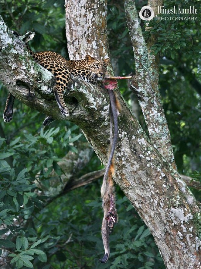 cwsindia's tweet photo. Leopards carry their prey onto trees and feast on them over a few days. This requires significant effort. Leopards go through this tough process to prevent losing their kills to other predators in the vicinity. #leopards #leopardsoftwitter #cwsindia #wildlifefunfacts π· @dkumble https://t.co/PC4GSHoSsZ