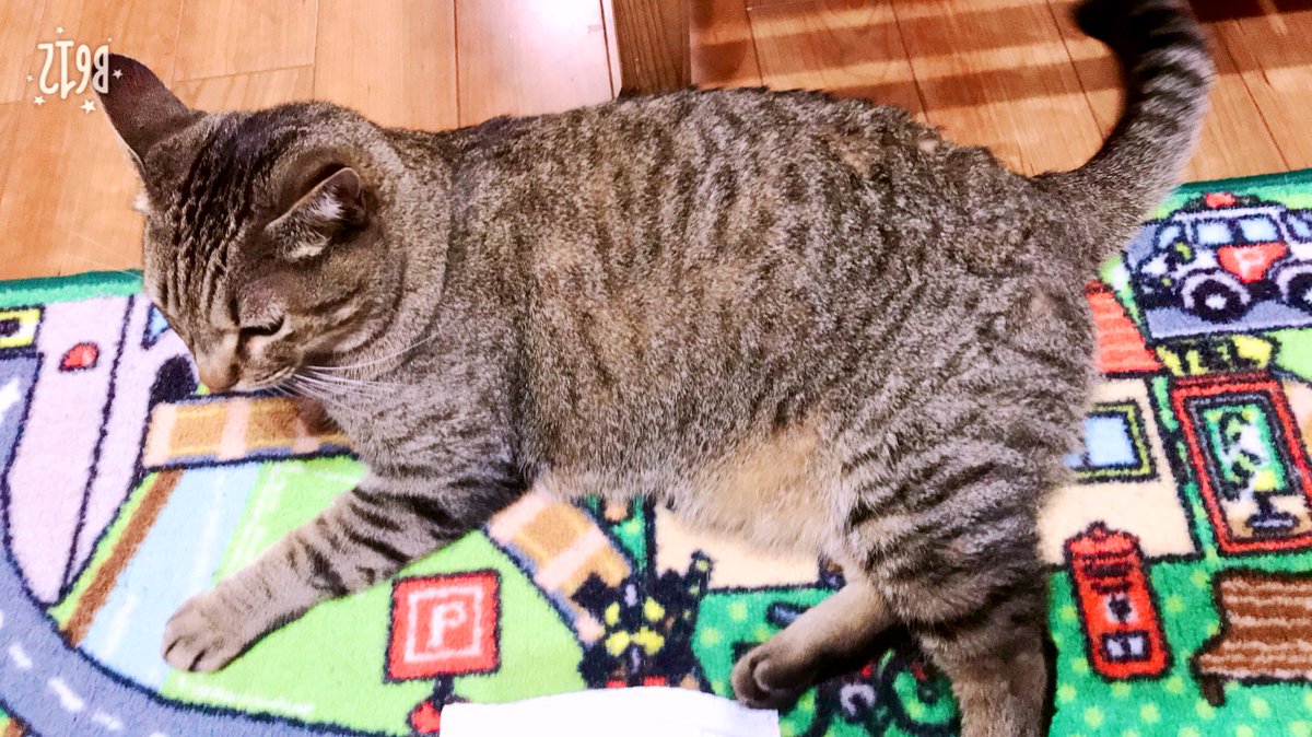 WgssDwq0AzgTMP4's tweet image. 撮り方下手やけど撫でられ過ぎて疲れたゆずちゃん笑笑
上手く撮れるように頑張ります😅
 #ねこ
 #とらねこ
 #ねこのいる生活 
 #ねこのきもち 
 #ねこ部 
 #ゆずちゃん
 #猫好きさんとつながりたい