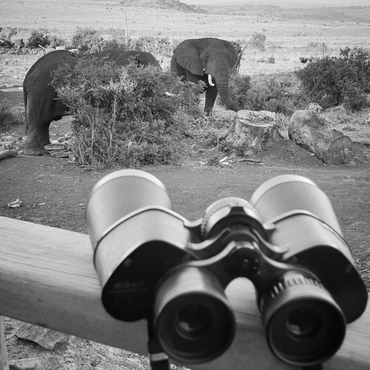 NambitiPlains's tweet photo. No Binoculars needed #onlyatnambitiplains
@nambitiplains #view #bigfive #elephant #upcloseandpersonal #experience #WildlifeWednesday #wildlifephotography #wishyouwerehere #nobinocularsneeded #safari #lovinglife #needtovisit #placetobe #BookNow #travel #FAceToFace @NambitiReserve https://t.co/ZKUA6aO7qa