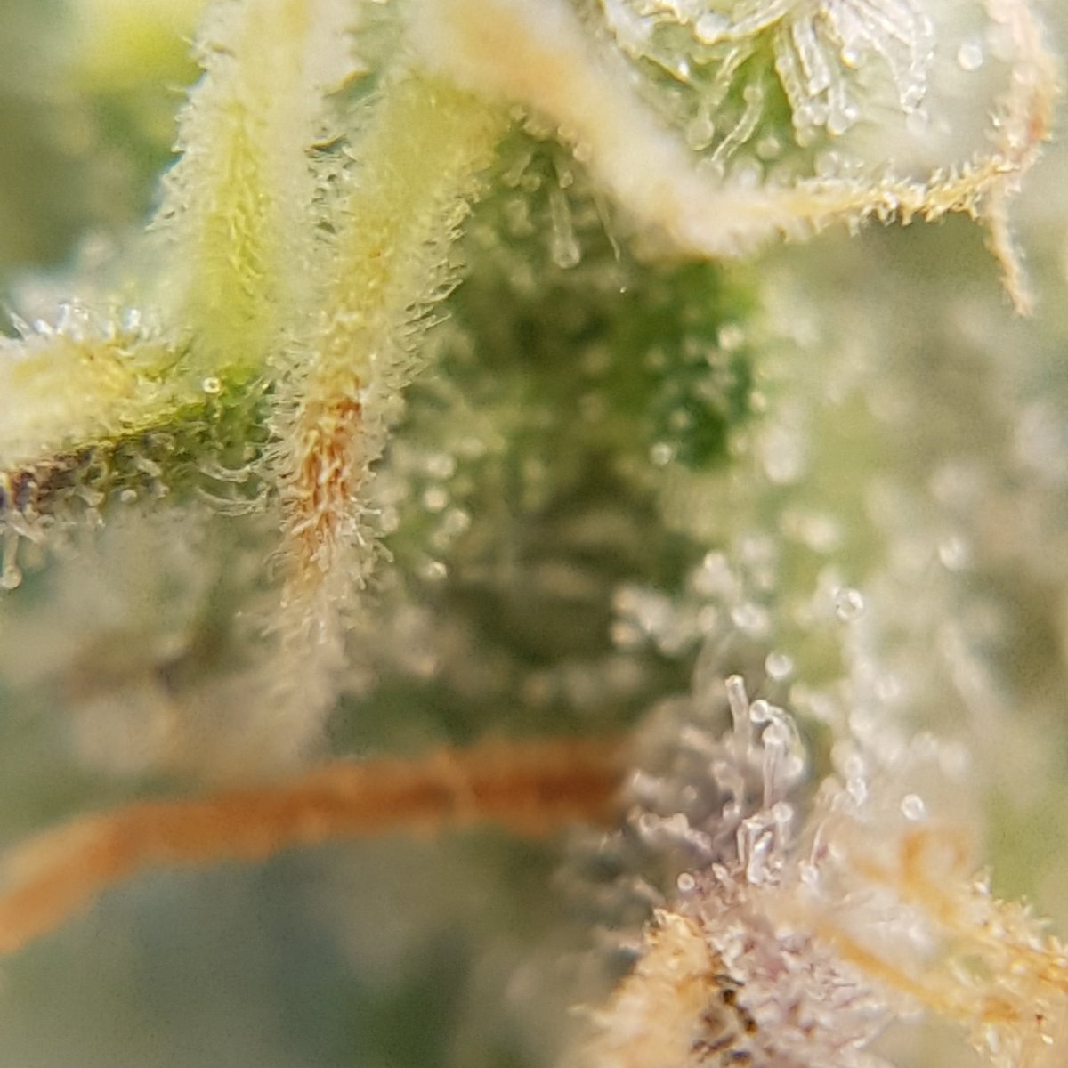 #cannabis #cannabisculture #CannabisCommunity #weed #snow #Hydroponics #Garden #indoorgarden check out our website at 420hydroponics.ca