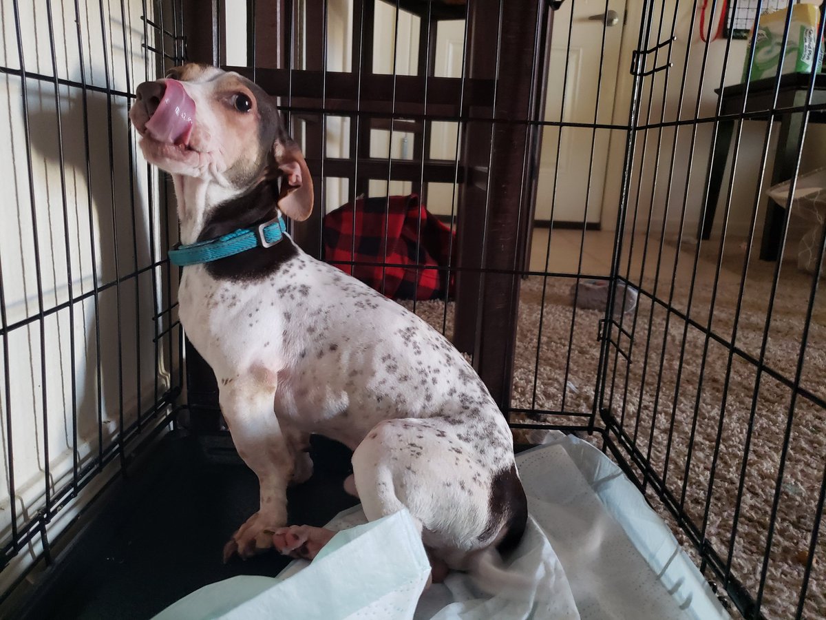 AshMoon97's tweet photo. Rehoming my baby winston free to a good home.hes cuddly, great with kids, and doesnt bite. Hes very gentle and only barks when he is scared. Rehoming bc my German Shepard wont let him eat and bullies the little guy. Dm for any questions:) https://t.co/XioNZvVszZ