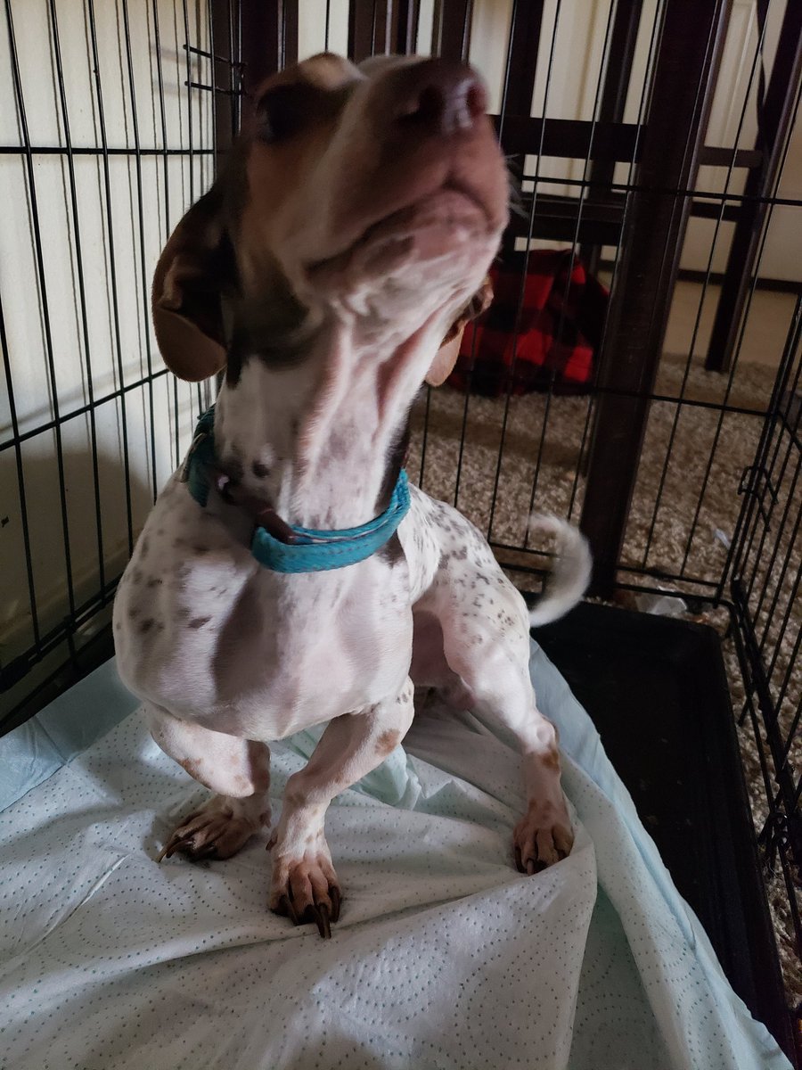AshMoon97's tweet photo. Rehoming my baby winston free to a good home.hes cuddly, great with kids, and doesnt bite. Hes very gentle and only barks when he is scared. Rehoming bc my German Shepard wont let him eat and bullies the little guy. Dm for any questions:) https://t.co/XioNZvVszZ