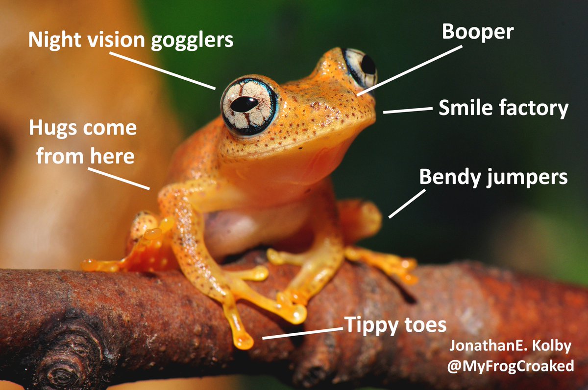 I think it's my responsibility to offer you the true anatomy of a Frog #UnscienceAnAnimal #WednesdayWisdom