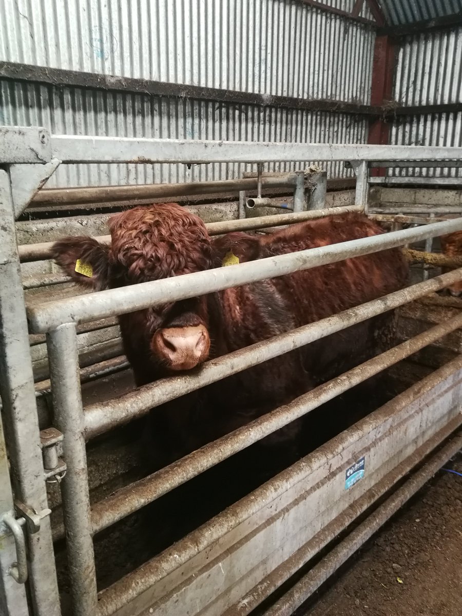 Paul Smith (@paulsmid94) on Twitter photo Last weighing done ahead of the feed efficiency test period. Methane measurement period to start next week! <a href="/RumenPredict/">RumenPredict</a> Last weighing done ahead of the feed efficiency test period. Methane measurement period to start next week! <a href="/RumenPredict/">RumenPredict</a>