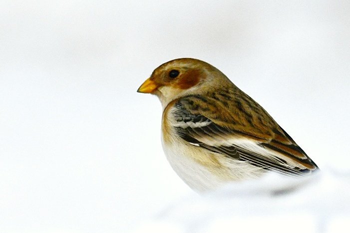 mrswummin's tweet photo. Snow Buntings taken in the Cairngorms on Sunday. https://t.co/6yy86URs2u