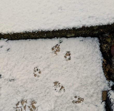 framebow's tweet photo. That moment when the dogs make a fuss to be let out and then see that there's snow, and turn round and run back indoors... 😂☃️ #SnowdayinDorset https://t.co/mXXYNL9hw0