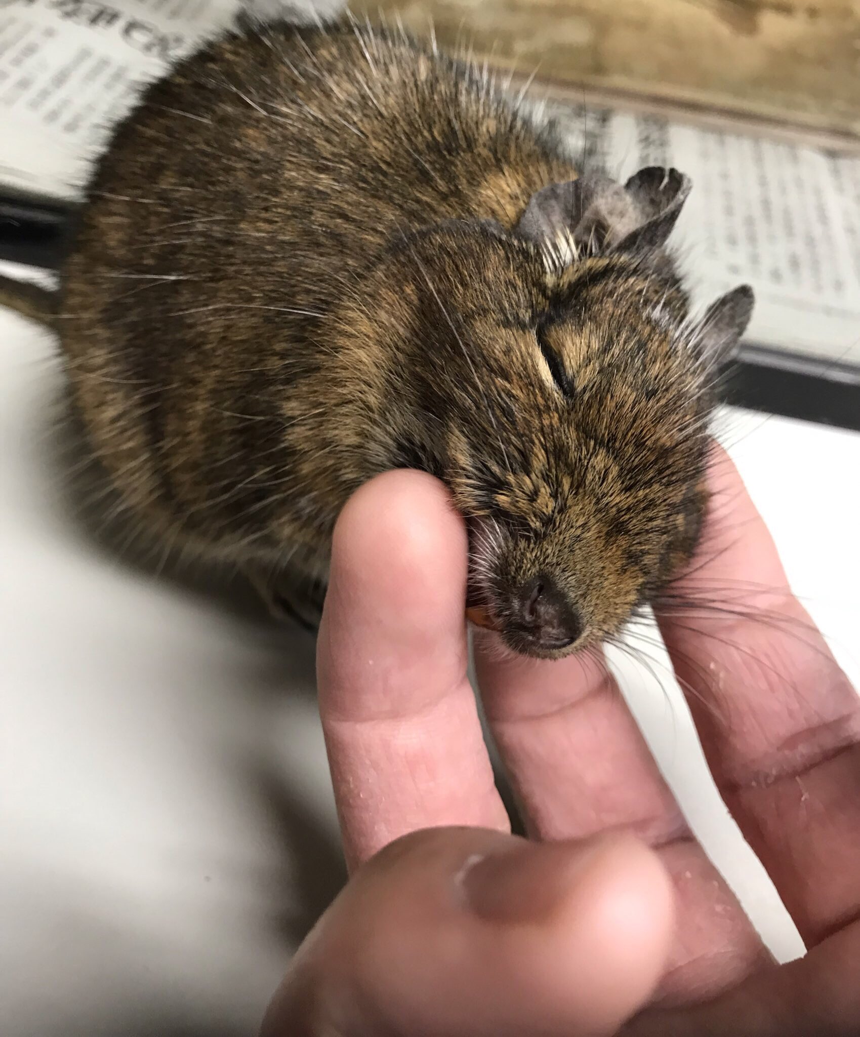 100万回イキった猫 11 カタカケフウチョウ なんか見た目がやばい動物 ハーバード大学で黒さの研究で99 95 の可視光線を吸収されていると発覚したこの世で最も黒い鳥 画像の謎の黒と青は求愛ダンスをしている姿 極楽鳥と呼ばれる一羽 T Co