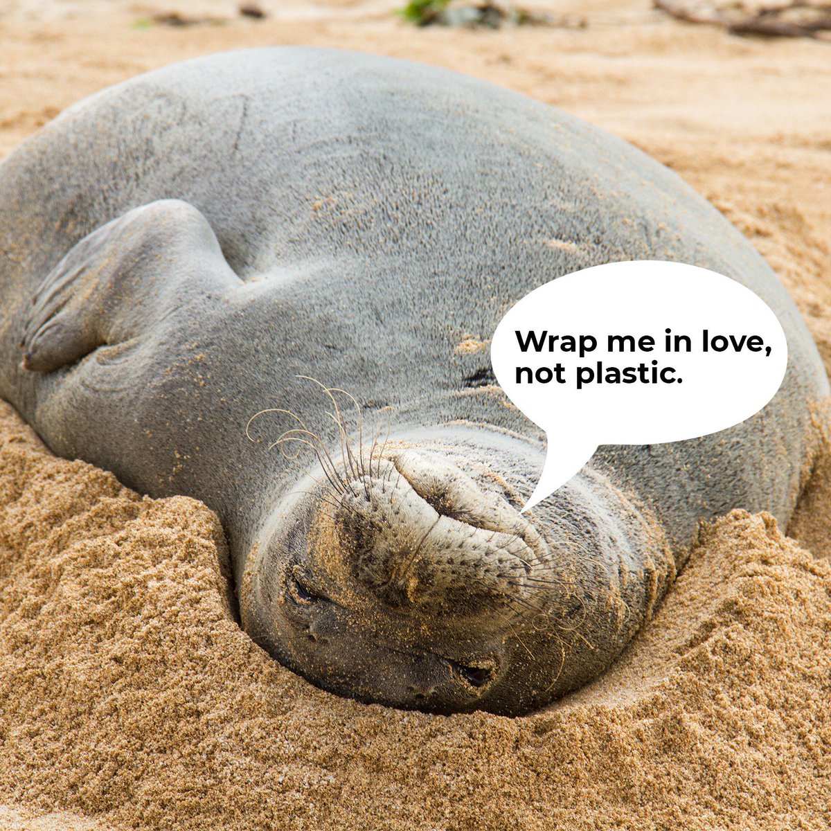 Entanglement rates for Hawaiian monk seals are one of the highest documented among pinniped species. Visit bit.ly/2BYj9eV to learn how you can help. #4ocean #4HawaiianMonkSeals