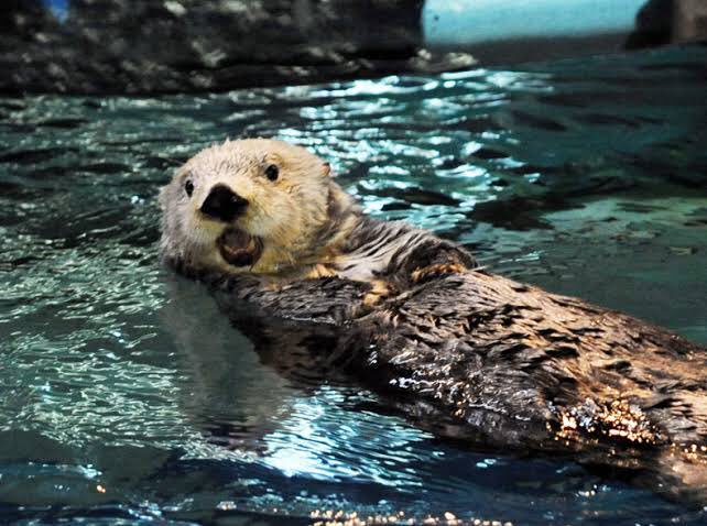 100万回イキった猫 15 イスズミ 釣り上げられたときにショックで大量のクソをもらすから ウンコタレ ババタレ クソタレ と呼ばれる不遇な魚 下処理きちんとしないと臭くて食えたもんじゃない T Co Cny2xue34j Twitter