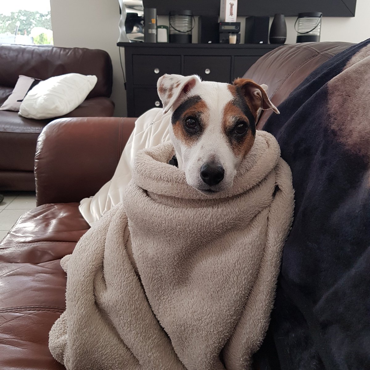SusanDigs4Dogs's tweet photo. Bobby all wrapped up for winter #digsfordogs #burysouth https://t.co/IzNAdLYfCp