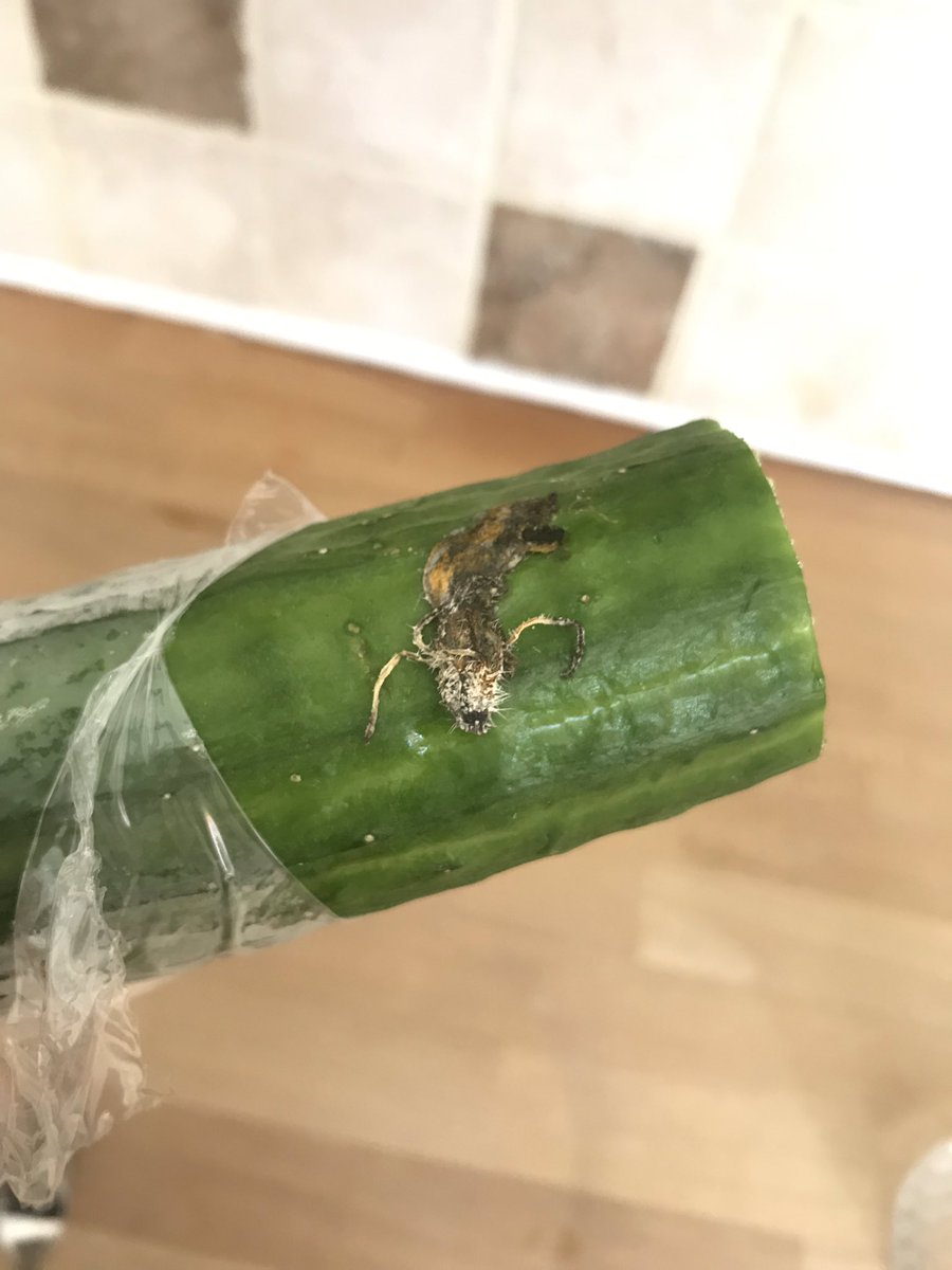 XeizusX's tweet photo. Just opened a brand new cucumber from @Tesco @TescoNewMalden and found this insect dead inside the wrapper, god knows if it’s laid any eggs, what even is it!! #dangerous #disgusting #whochecksthisfood #whowashedthisfood #pesticides https://t.co/559Jz1059Z