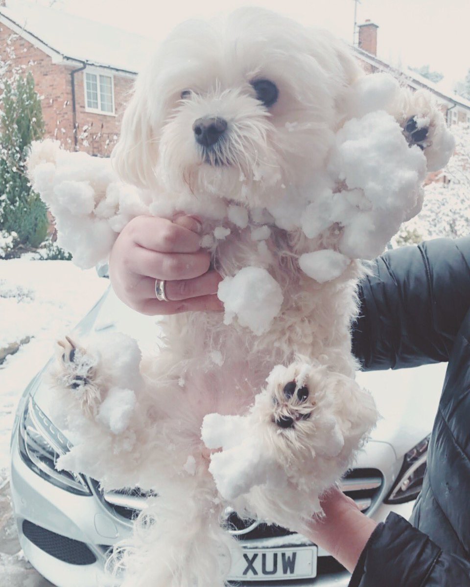 MalteseThe's tweet photo. Snow day probs ❄️🐾🥶😂 #snow #snowday #snowpaws #snowpatrol #dogsoftwitter #snowprobs #snowfun #snowdayprobs #snowwatch #maltese https://t.co/8LSIRjZm2V