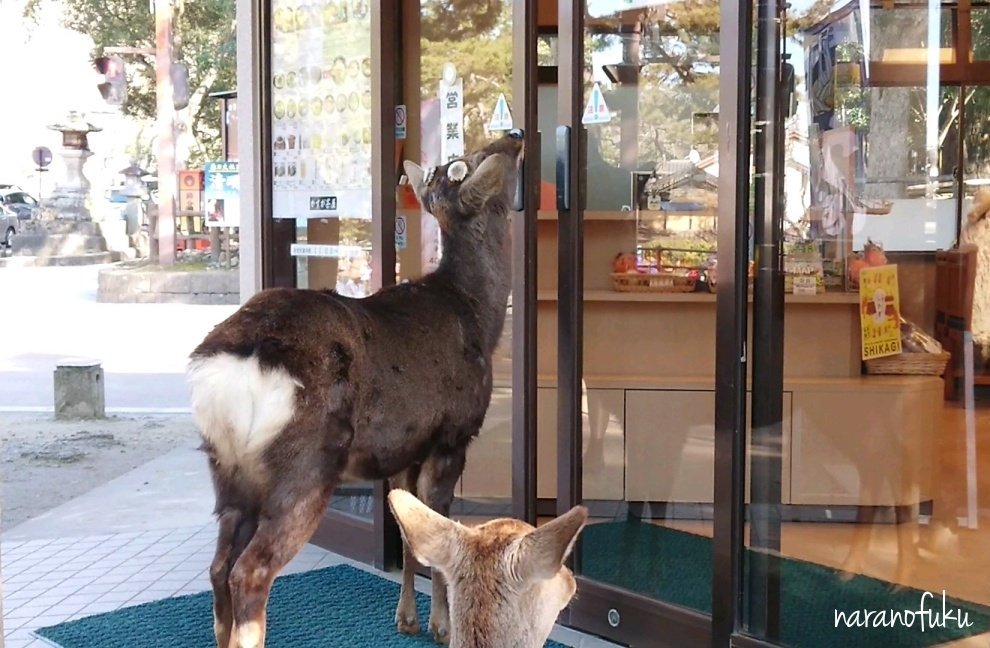 因みにさきほどの鹿さんは自動ドアを開ける技を習得してるようです。