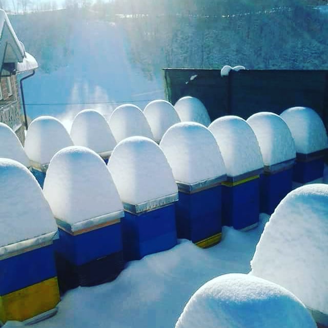beewebapp's tweet image. Winter. #beekeepers #bees #honey #beekeeperslife #savethebees🐝 #beekeeping #lovebees