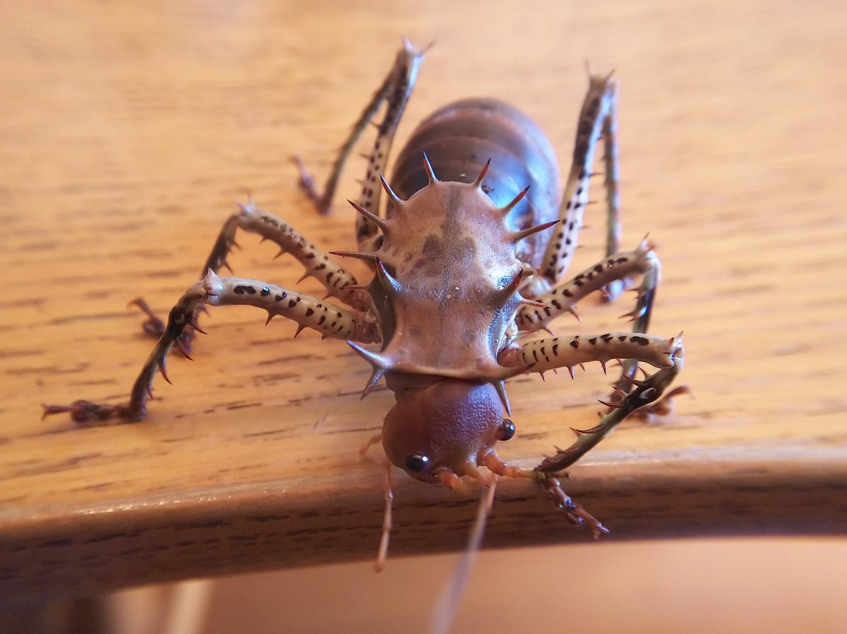 昨夏飼ってたヤブキリが面白かったので、アーマード・グラウンド