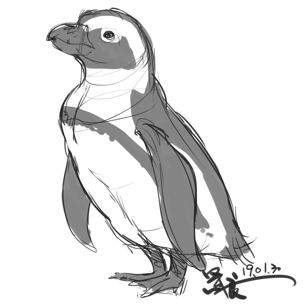 国家海洋博物馆冷知识科普之阿德利企鹅_搜狐网, image size:1200x1200