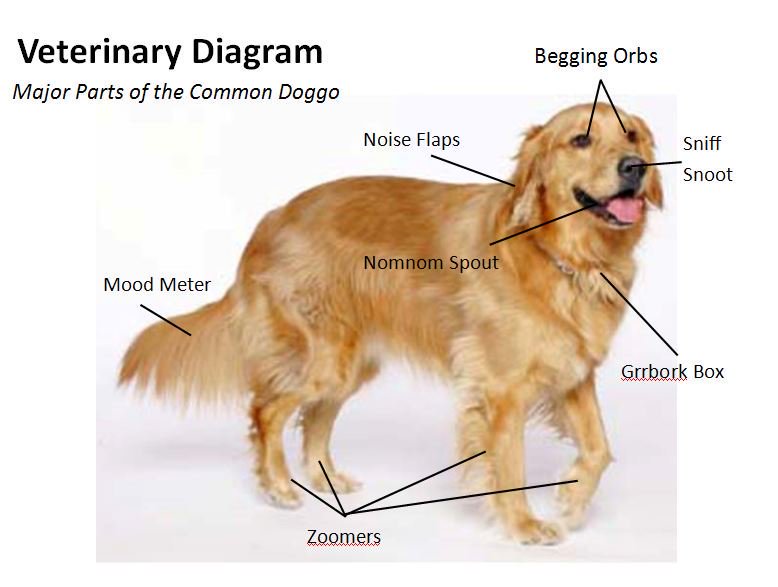 The Doggo Chart