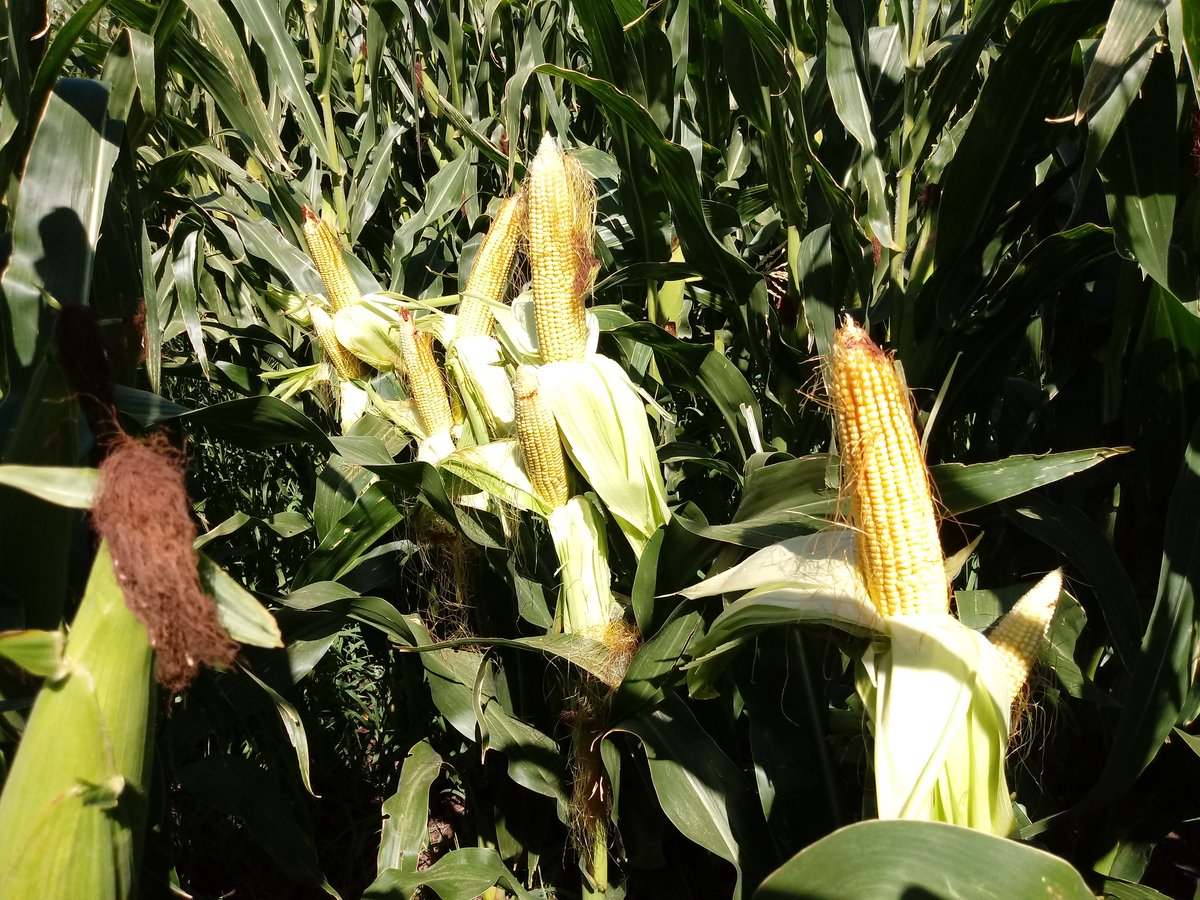 _Saraska's tweet photo. #P1815 en #TresArroyos !! 💪💪🌽🌽 @jafresco @PioneerSemillas @Dealers_Pioneer #Maíz #EstamosDondeEstas https://t.co/AskfmiQmPR