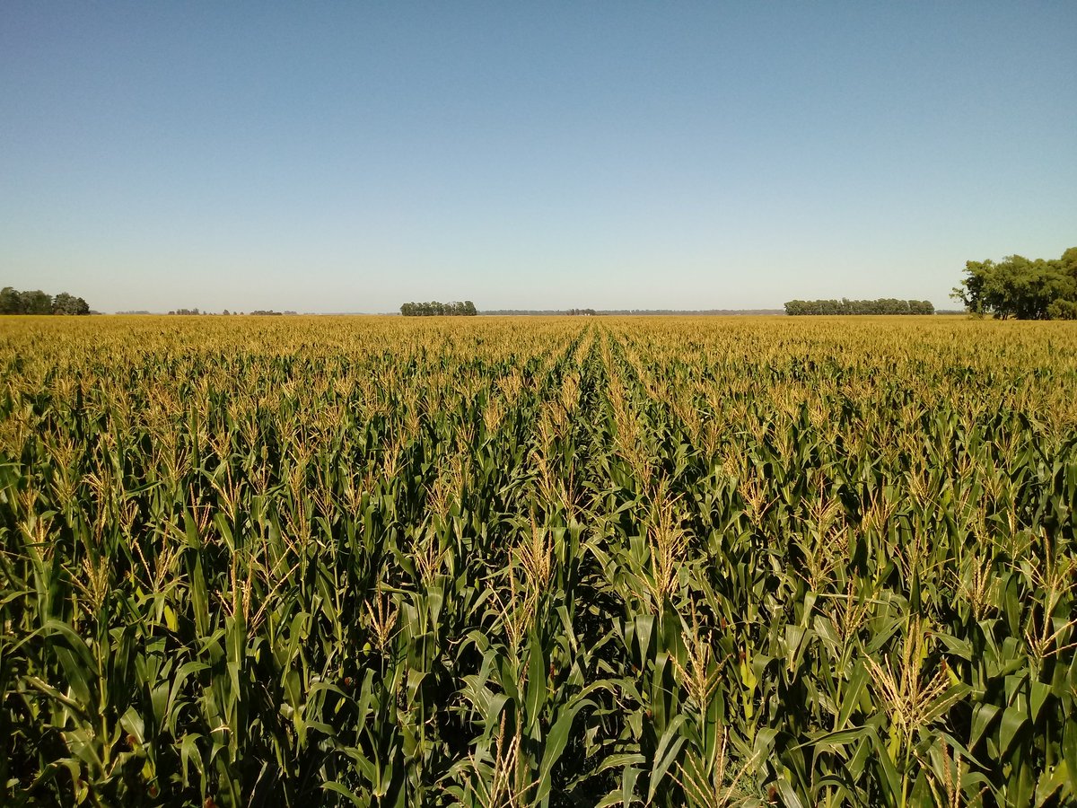_Saraska's tweet photo. #P1815 en #TresArroyos !! 💪💪🌽🌽 @jafresco @PioneerSemillas @Dealers_Pioneer #Maíz #EstamosDondeEstas https://t.co/AskfmiQmPR