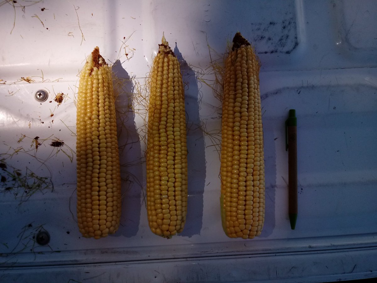 _Saraska's tweet photo. #P1815 en #TresArroyos !! 💪💪🌽🌽 @jafresco @PioneerSemillas @Dealers_Pioneer #Maíz #EstamosDondeEstas https://t.co/AskfmiQmPR